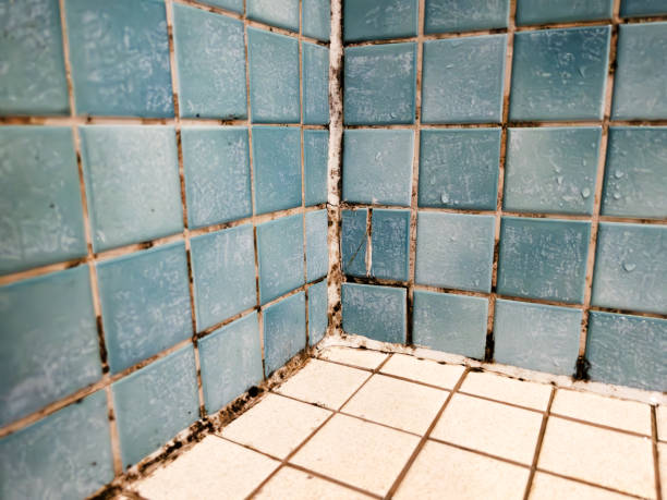 Best Asbestos and Lead Testing During Mold Inspection  in Yardville, NJ